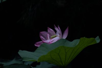 夏日荷花