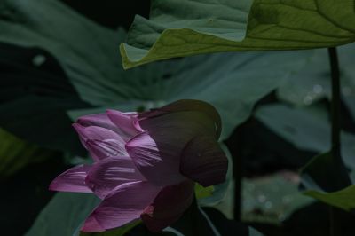 夏日荷花