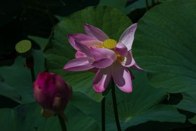 夏日荷花