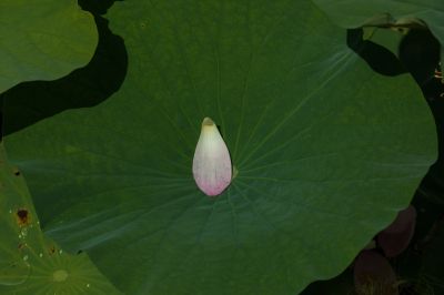 夏日荷花