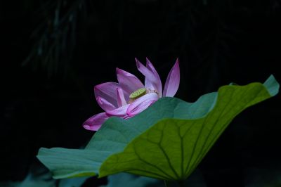夏日荷花