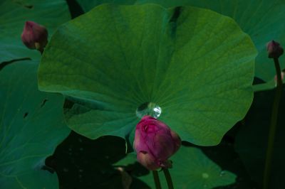 夏日荷花