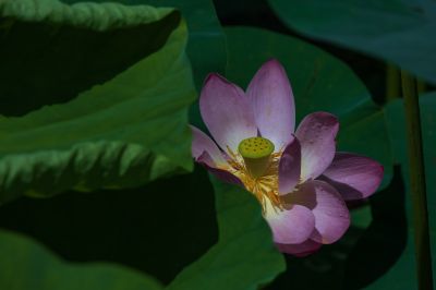 夏日荷花