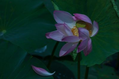 夏日荷花