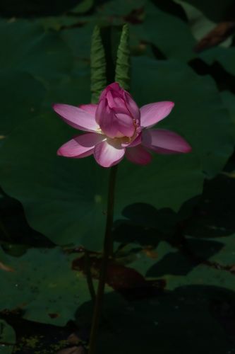 夏日荷花