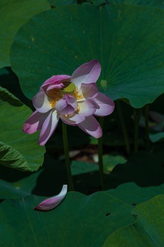 夏日荷花