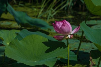 夏日荷花