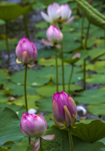 雨阳荷花