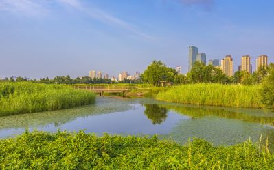 友谊西路外滩湿地