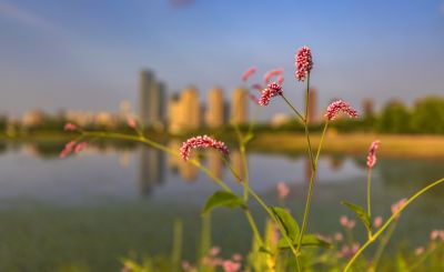 友谊西路外滩湿地