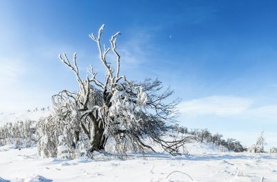 冰雪画廊