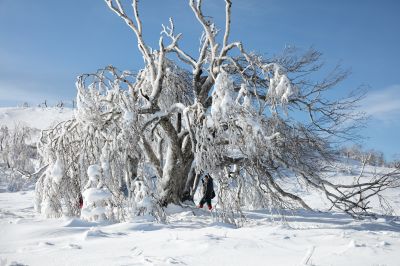冰雪画廊