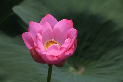 夏日荷韵