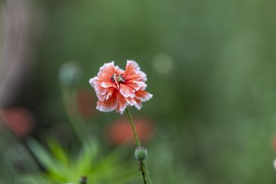 小区里的虞美人