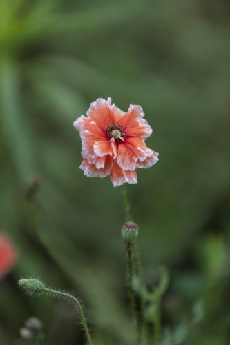 小区里的虞美人