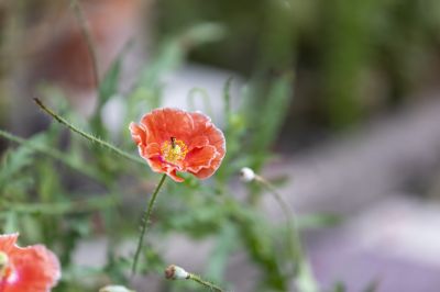 小区里的虞美人