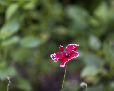 小区里的虞美人