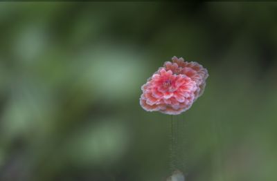 小区里的虞美人