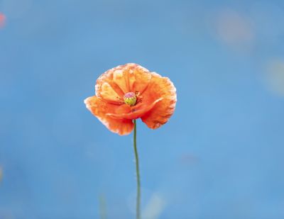 小区里的虞美人