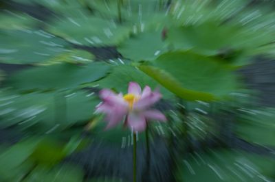 雨后的荷花