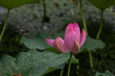 雨后的荷花