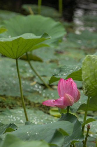 雨后的荷花