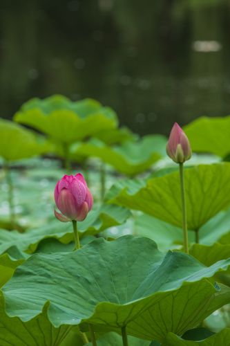 雨后的荷花