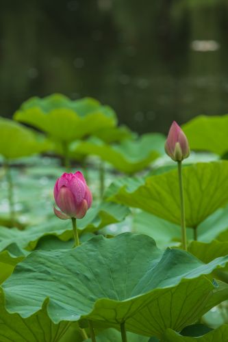 雨后的荷花