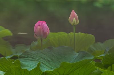 雨后的荷花