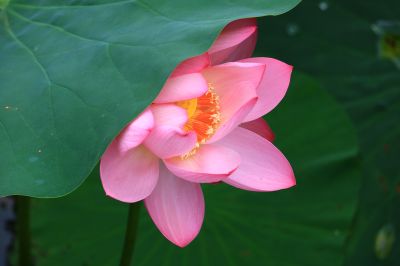荷花与小蜜蜂