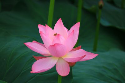 荷花与小蜜蜂