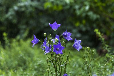 植物（桔梗、鸡冠花、射干）