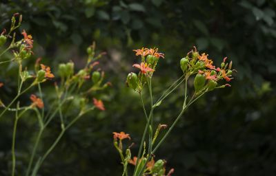 植物（桔梗、鸡冠花、射干）