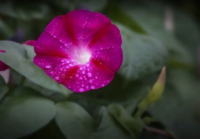 雨中的小花