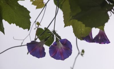 雨中的小花