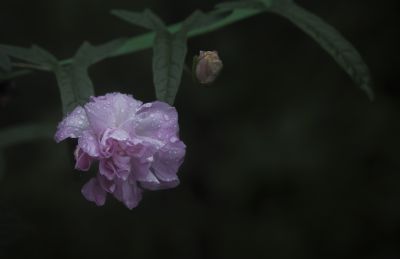 雨中的小花