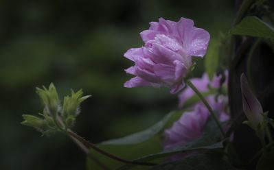 雨中的小花