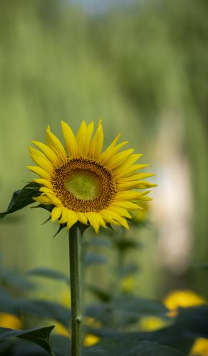 儿童公园向日葵花开