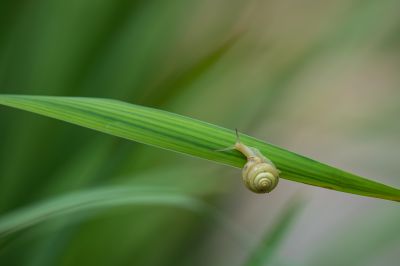 昆虫和花草