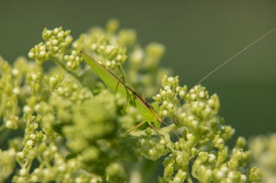 昆虫和花草