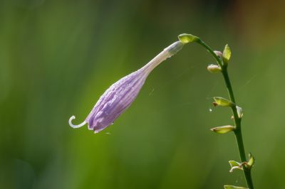 昆虫和花草