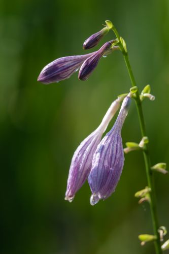 昆虫和花草