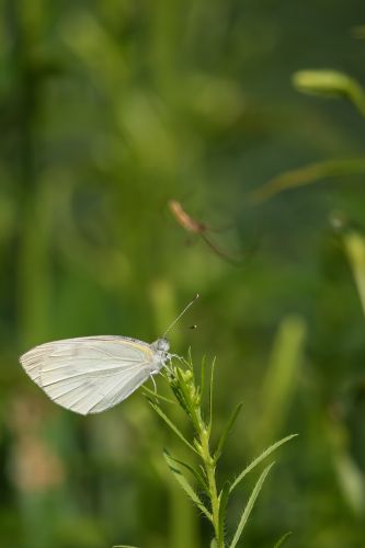 昆虫和花草