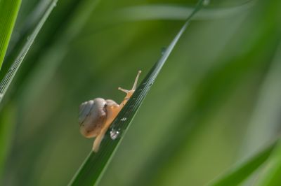 昆虫和花草