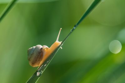 昆虫和花草