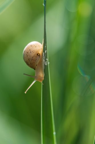 昆虫和花草