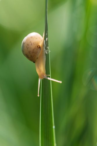 昆虫和花草