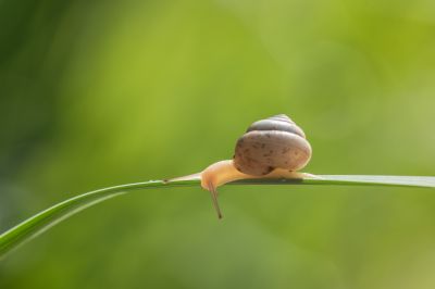 昆虫和花草