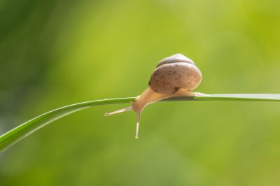 昆虫和花草