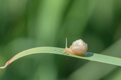 昆虫和花草